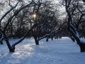 Зимний уход за яблонями: секреты успешного урожая