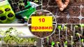 Как добиться высокой всхожести рассады томатов без специального оборудования