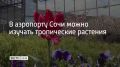 В международном аэропорту Сочи установлено больше сотни информационных табличек с описанием экзотических растений