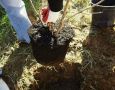 Как выбрать идеальные деревья для осенней посадки: секреты опытных садоводов