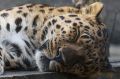 В Сочи 11-летнему леопарду Скифу запломбируют зубы