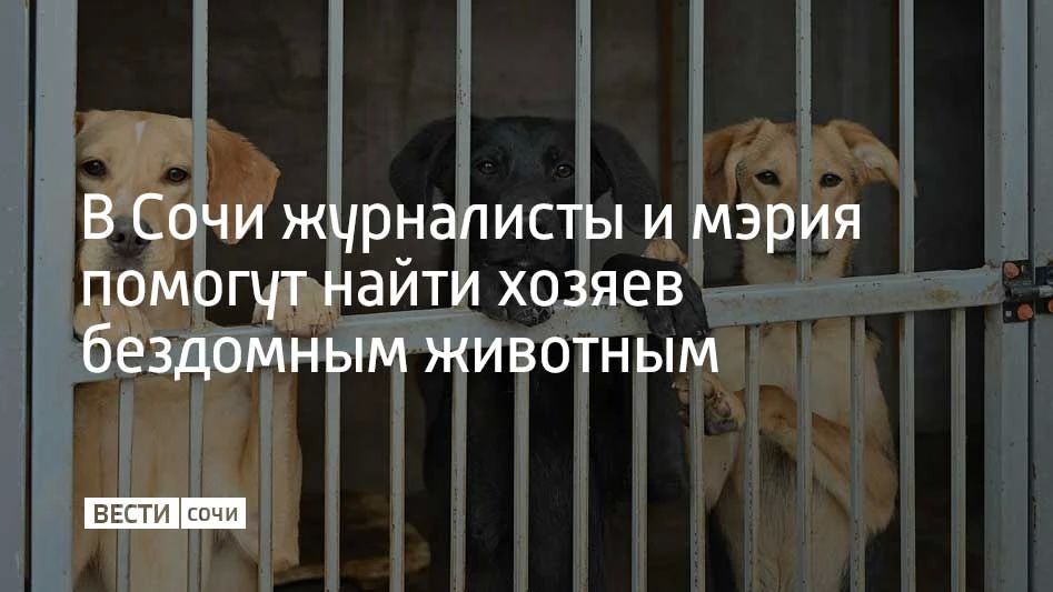 Помочь животным из муниципального приюта найти дом договорились мэр Сочи Андрей Прошунин и представители более 40 СМИ на ежегодной пресс-конференции главы города