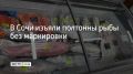 В сочинском магазине на улице Гагарина полиция конфисковала 505 кг рыбной продукции без обязательной маркировки, сообщили в городском УВД