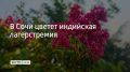 В сочинском парке "Дендрарий" зацвела лагерстремия индийская, или сочинская сирень