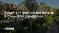 Вредители уничтожают пальмы в сочинском Дендрарии
