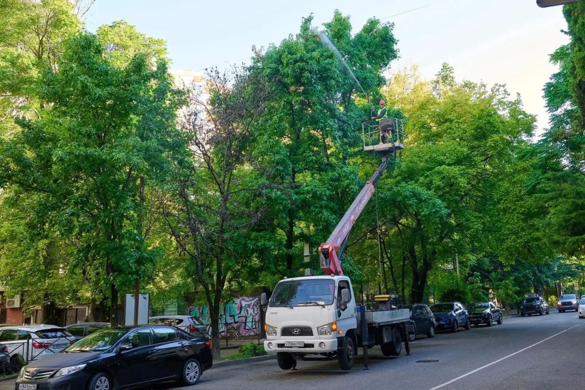 В Сочи прошло совещание по выработке дополнительных мер борьбы с американской белой бабочкой В Сочи прошло совещание по выработке дополнительных мер борьбы с американской белой бабочкой