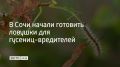В Сочи нашли еще один метод борьбы с американской белой бабочкой — феромонные ловушки