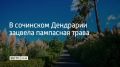 В Дендрарии Сочи начался сезон цветения пампасной травы, или кортадерии Селло, сообщили в соцсетях парка 9 сентября