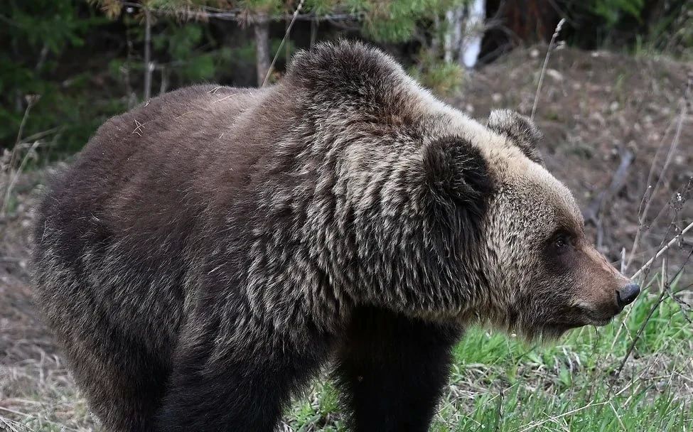 Медведь заглянул в дом к российским биатлонистам на сборах в Сочи