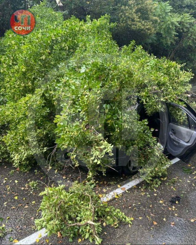 Дерево рухнуло на легковушку в Сочи Дерево рухнуло на легковушку в Сочи