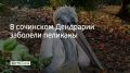 В сочинском Дендрарии заболели пеликаны