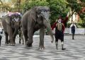 В Сочи стартуют гастроли циркового шоу «Девочка и слон»