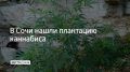 В Лазаревском районе Сочи задержали 55-летнего местного жителя, которого подозревают в хранении и выращивании запрещенных растений, сообщили в полиции курорта 20 сентября