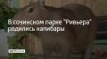 � ��������� ����� "�������" �������� ��������