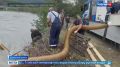 В сочинскую реку Мзымту выпустили тысячи мальков черноморского лосося
