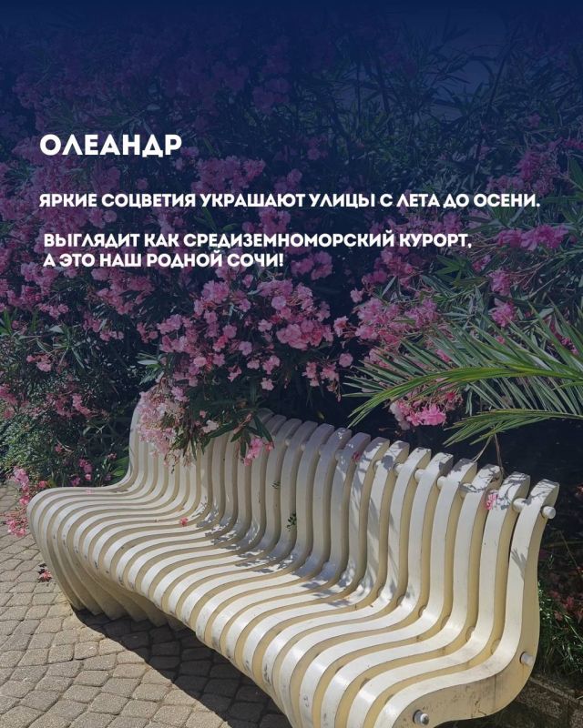 Растения Сочи: привычная «экзотика» у нас под носом! Растения Сочи: привычная «экзотика» у нас под носом!