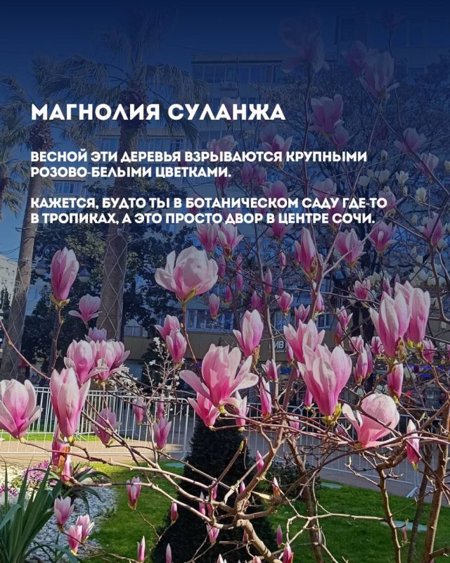 Растения Сочи: привычная «экзотика» у нас под носом! Растения Сочи: привычная «экзотика» у нас под носом!