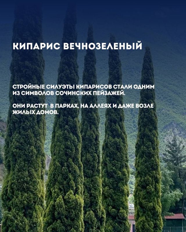 Растения Сочи: привычная «экзотика» у нас под носом! Растения Сочи: привычная «экзотика» у нас под носом!