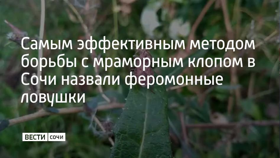 На совещании в администрации Сочи обсуждались методы уничтожения коричнево-мраморного клопа
