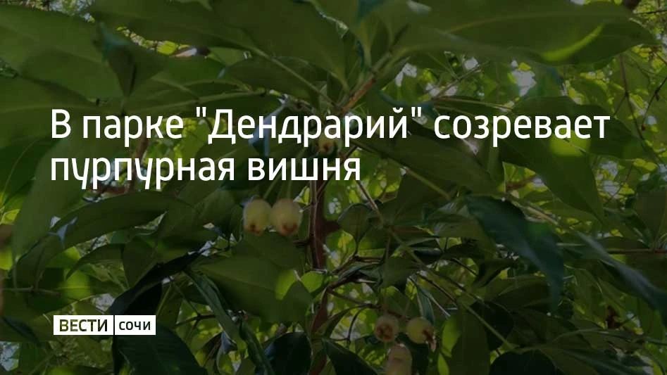 В сочинском "Дендрарии" завязались плоды Syzygium paniculatum