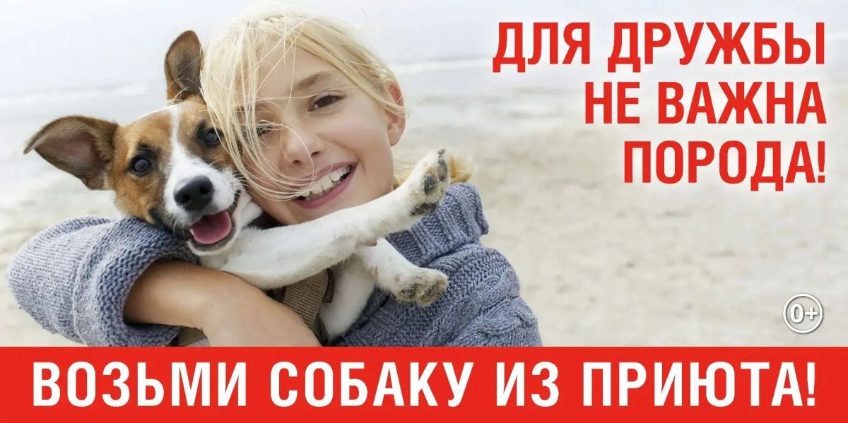 В Сочи благодаря городской акции «Стань хозяином четвероногого друга» новый дом обрели более сотни собак В Сочи благодаря городской акции «Стань хозяином четвероногого друга» новый дом обрели более сотни собак