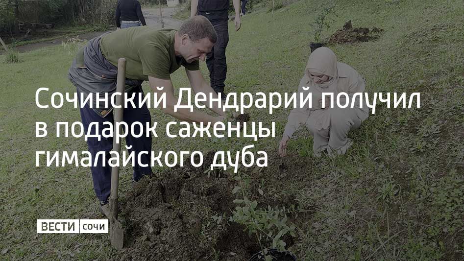 Ростки редкого вида дерева вырастил из желудей и передал парку путешественник и увлеченный натуралист из Туапсинского округа Андрей Акиншин