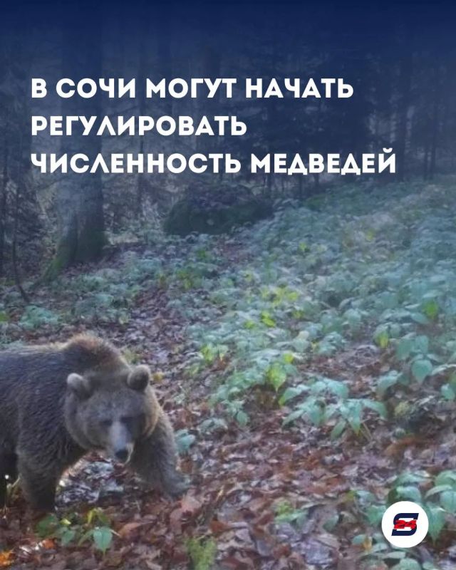 В Сочи могут начать регулировать численность медведей