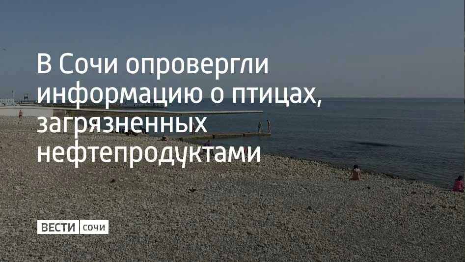 В местных пабликах начала распространяться информация о пострадавших птицах, найденных на берегу Черного моря после пожара на танкере