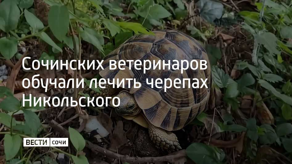 В Сочи прошел семинар для ветеринаров, посвященный редким рептилиям, в том числе краснокнижной черепахе Никольского