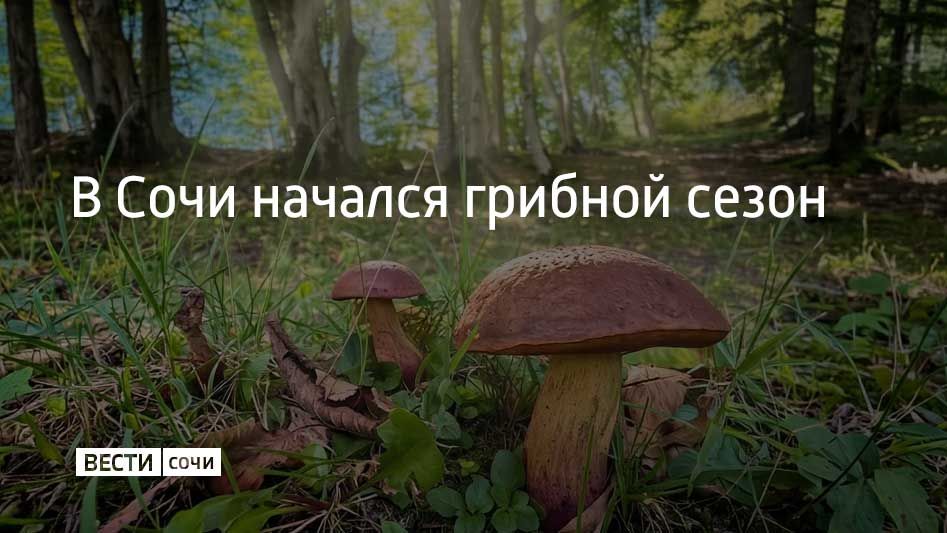 В лесах Сочи появился краснокнижный вороночник рожковидный, он же черная лисичка