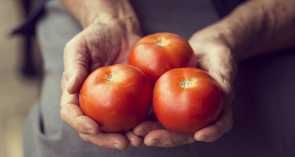 Секреты осеннего посева томатов: как получить вкусный урожай весной