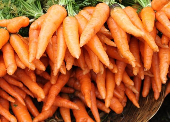 Как эфирное масло поможет вам вырастить идеальную морковь