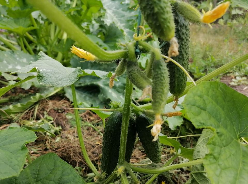 Как решить проблему нехватки питательных элементов у огурцов: советы и рекомендации