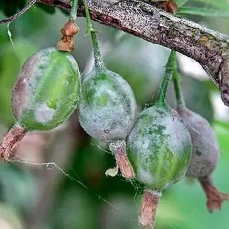 Почему белый налет на крыжовнике — это сигнал тревоги для садоводов