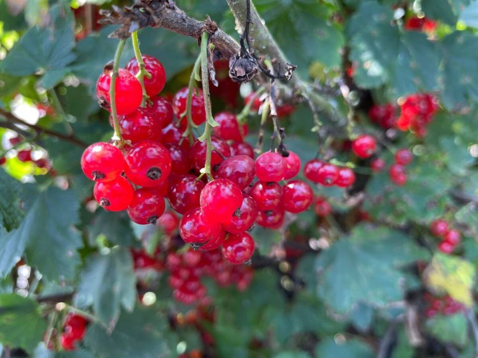 Садово-огородные дела на неделю 14-20 июля: что посеять, собрать и обработать