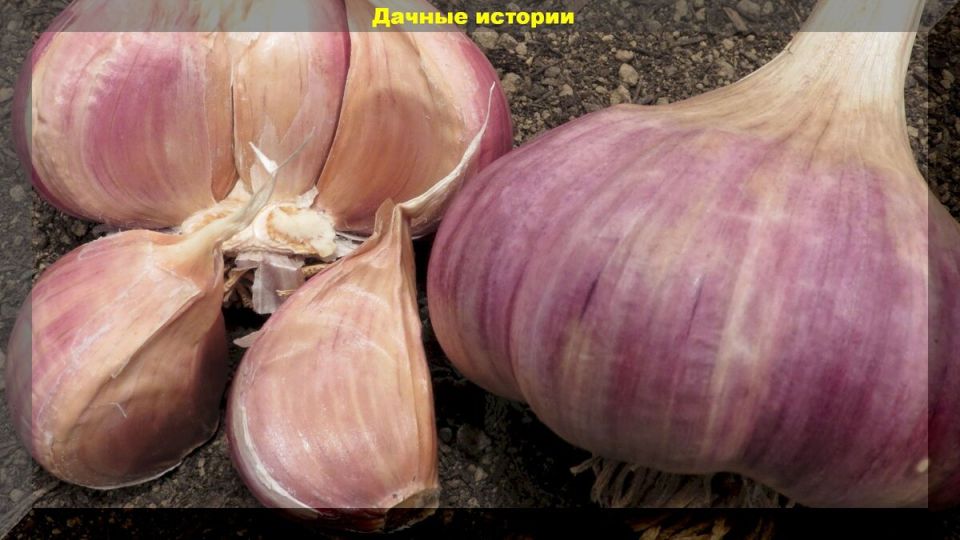 Как правильно посадить летний чеснок под зиму: мифы и секреты