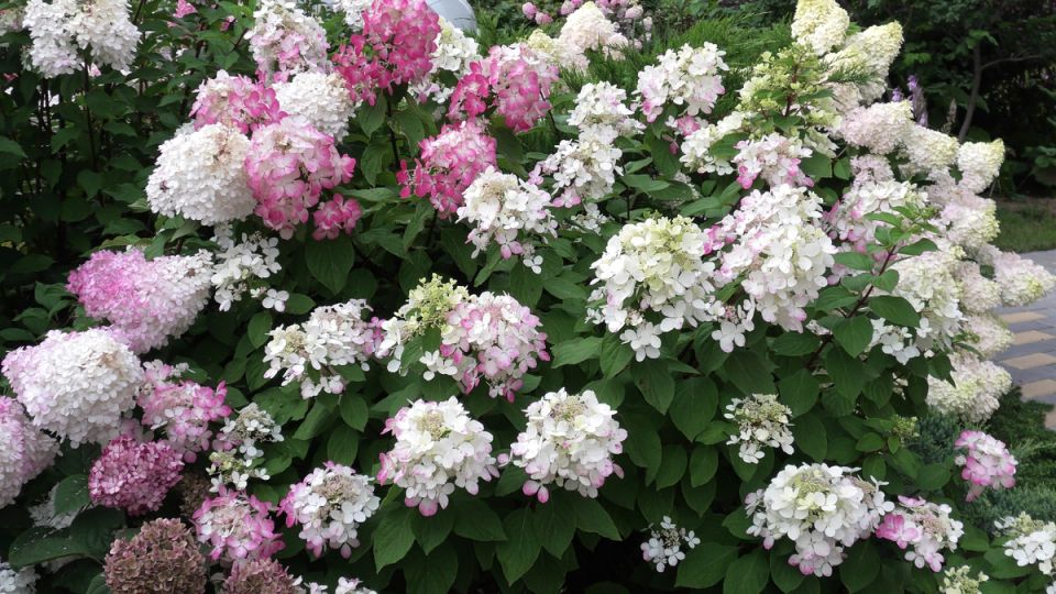 Почему некоторые садоводы предпочитают избегать сорта гортензии Сандэй Фрайз