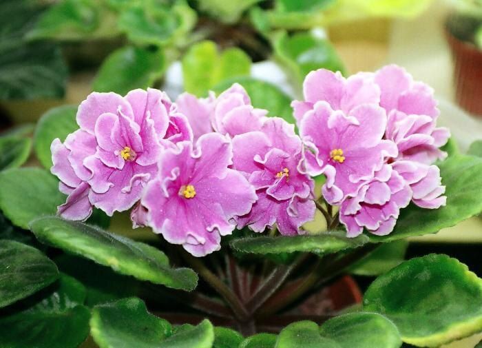 Фиалка: секреты ухода для гармонии в доме