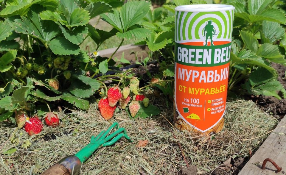 Эффективное средство для борьбы с муравьями в вашем саду