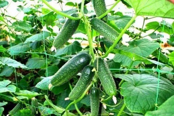 ������ ���-����-������: ��������� ����� ��� ������ �������