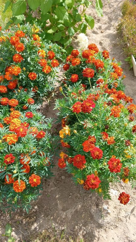 Открывая новый день: как завершить вечер, чтобы проснуться с радостью