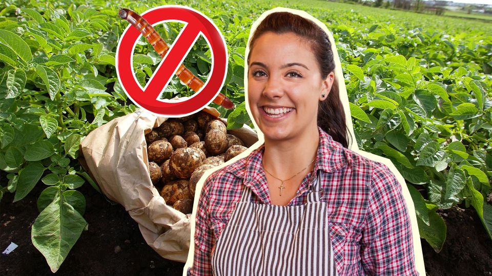 Проволочник к урожаю картошки не сунется: поможет этот простой трюк