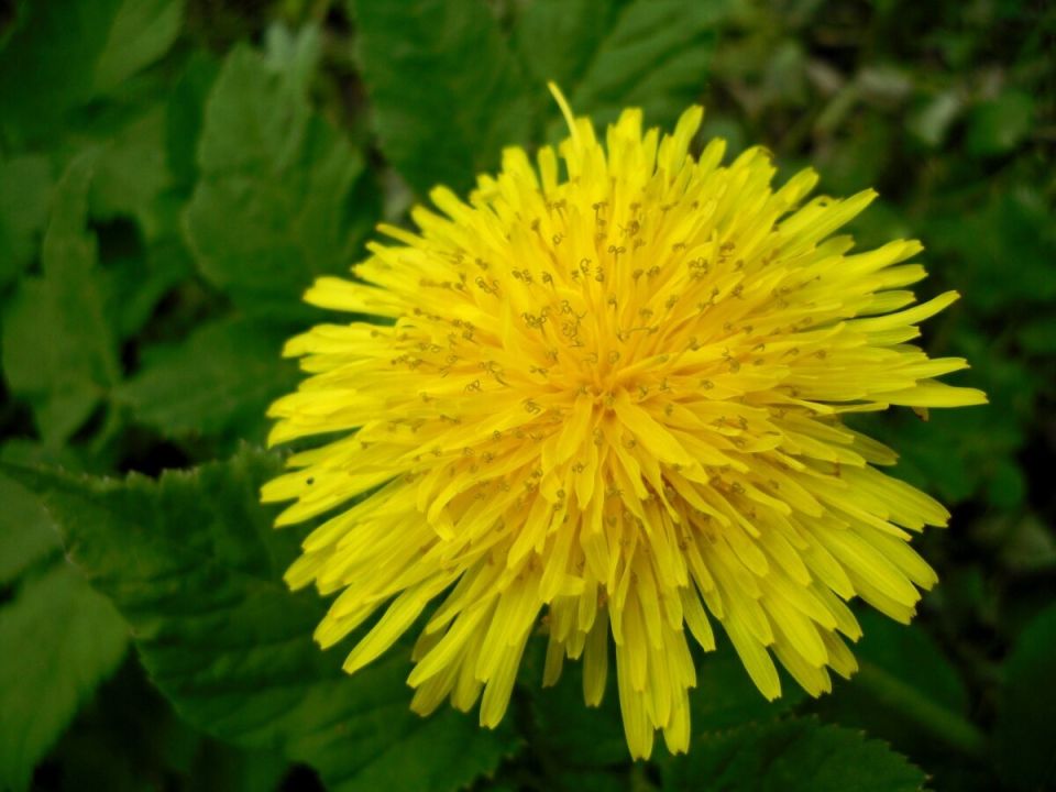 Как эффективно справляться с сорняками: 9 уникальных методов