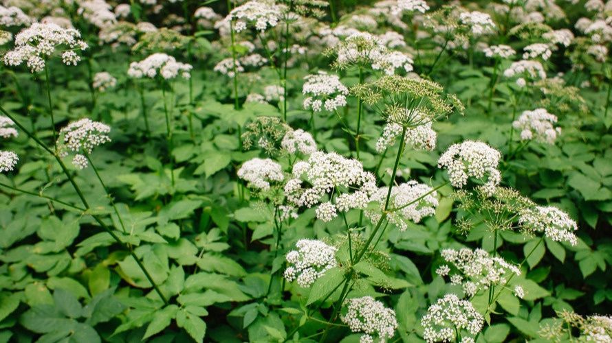 �������������� ������� �������: ��� ����������� ���� �������� ������ � ���������