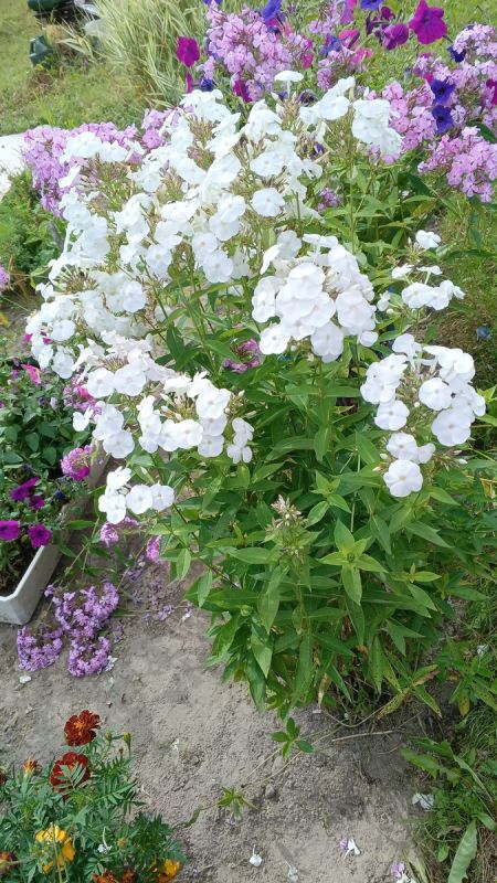 ��� 30 ����� � ���� ����� �������� ���� ����� �� ������