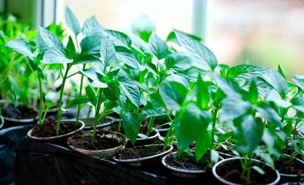 ���-5 ������� ��� ����������� ������� �����: ��� �������� ������