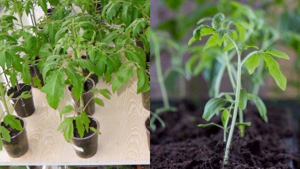 ������ ������� �������: ��� ��������� ������� �������� ������� ����� ��� ���������