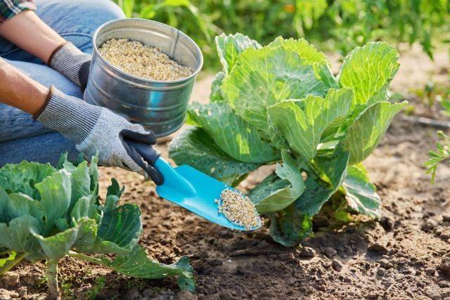 Правда о минеральных удобрениях: разоблачение мифов и реальная польза для садоводов