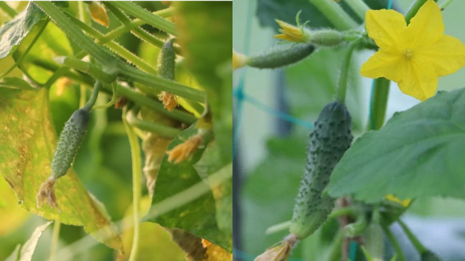 ��� ��������� ������ ������� � ��� ����: ������� � ����������� ������