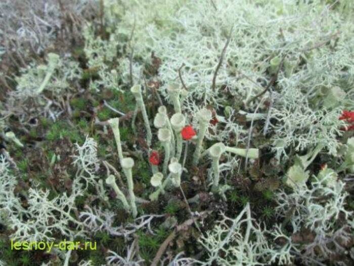 ���������: ������������ �������� �������